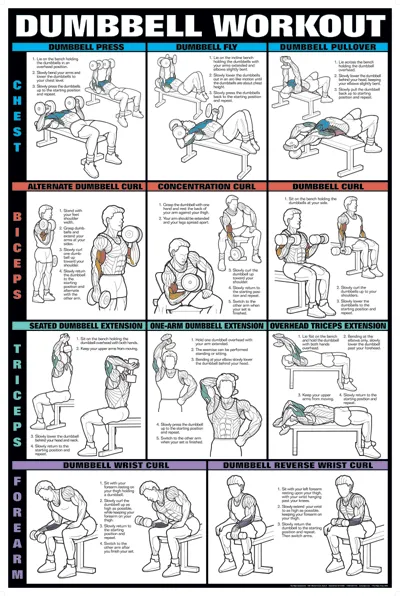 Chart Series II Dumbell Exercise - Chest, Biceps, Triceps, & Forearm Poster