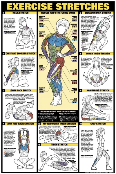 Chart Series II Exercise Stretches Poster