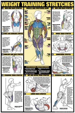 Chart Series II Weight Training Stretches Poster